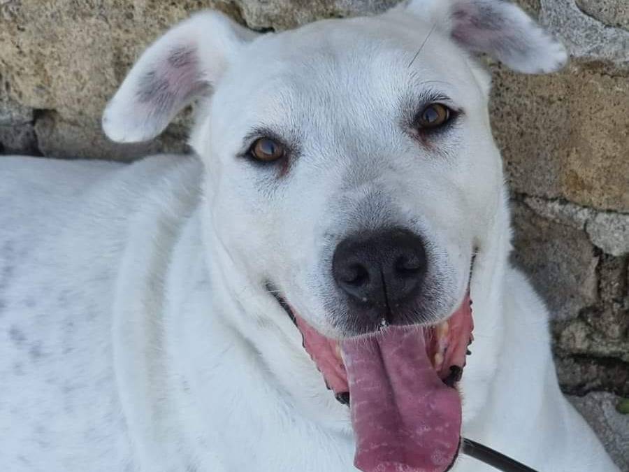 Adotta un cane, taglia media, maschio, Caserta