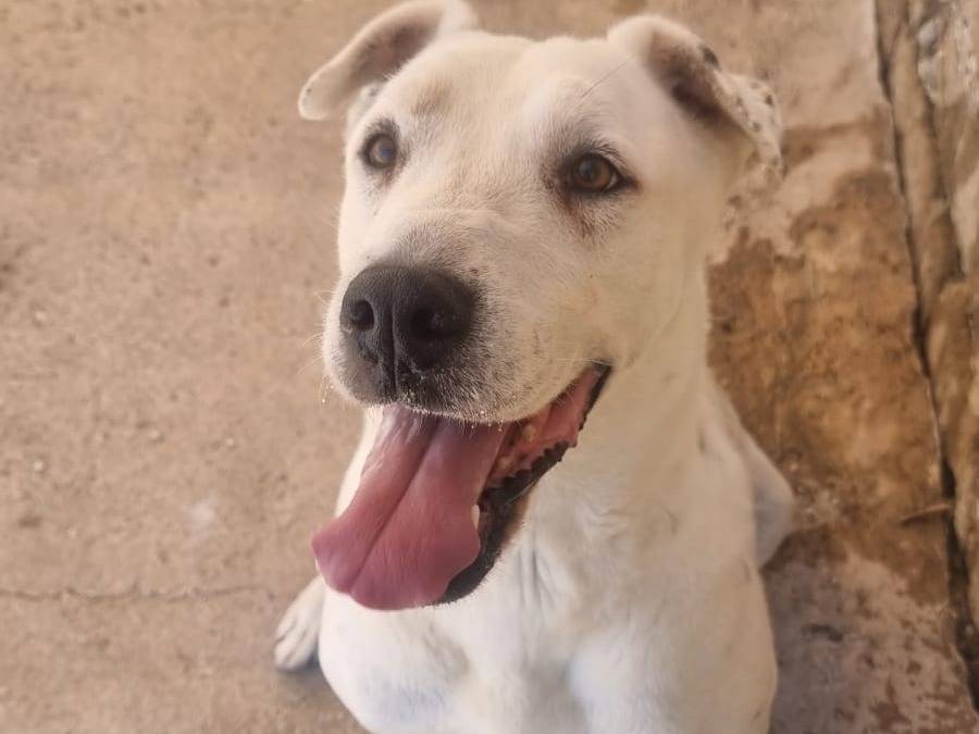 Vuoi adottare un cane a Caserta?