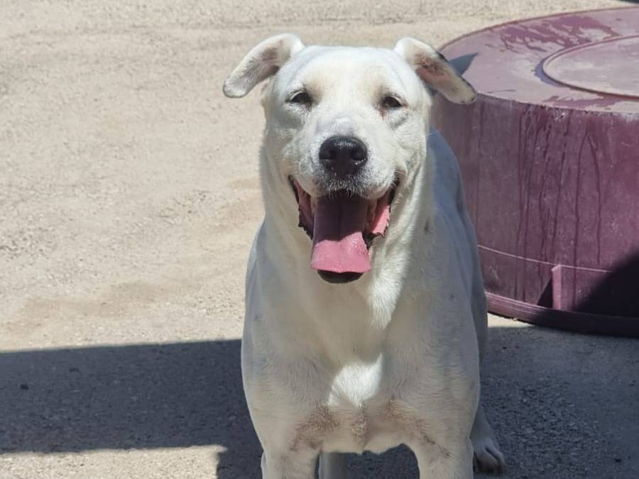 Adotta il cane NITRO  a Caserta