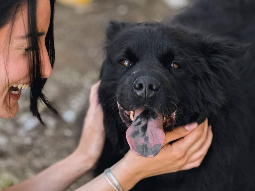 Foto dell'animale
