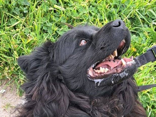 Adotta un cane, maschio, 8 anni  e 9 mesi , Caserta