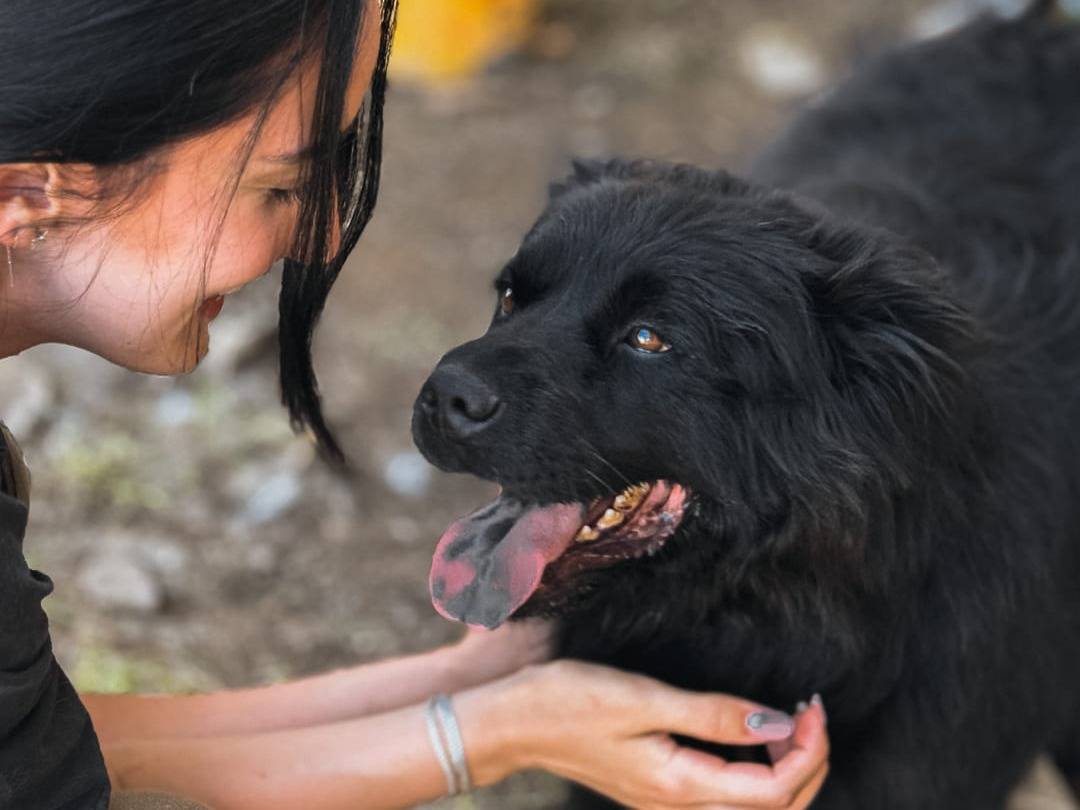 Adotta un cane, taglia media contenuta, maschio, Caserta