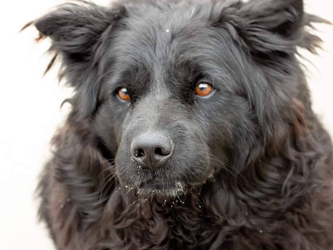 Vuoi adottare un cane a Caserta?