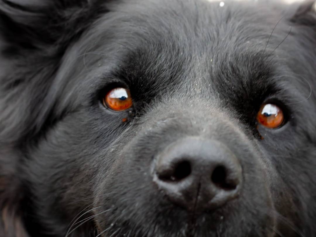Adotta il cane RUDY a Caserta