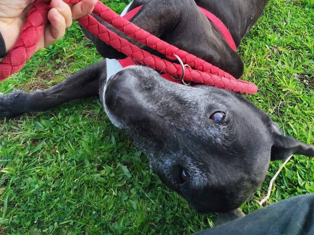 Adotta un cane, maschio, 8 anni  e 10 mesi , Caserta