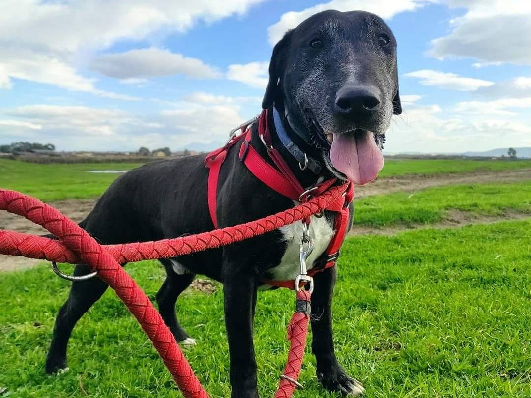 Adotta un cane, taglia media, maschio, Caserta