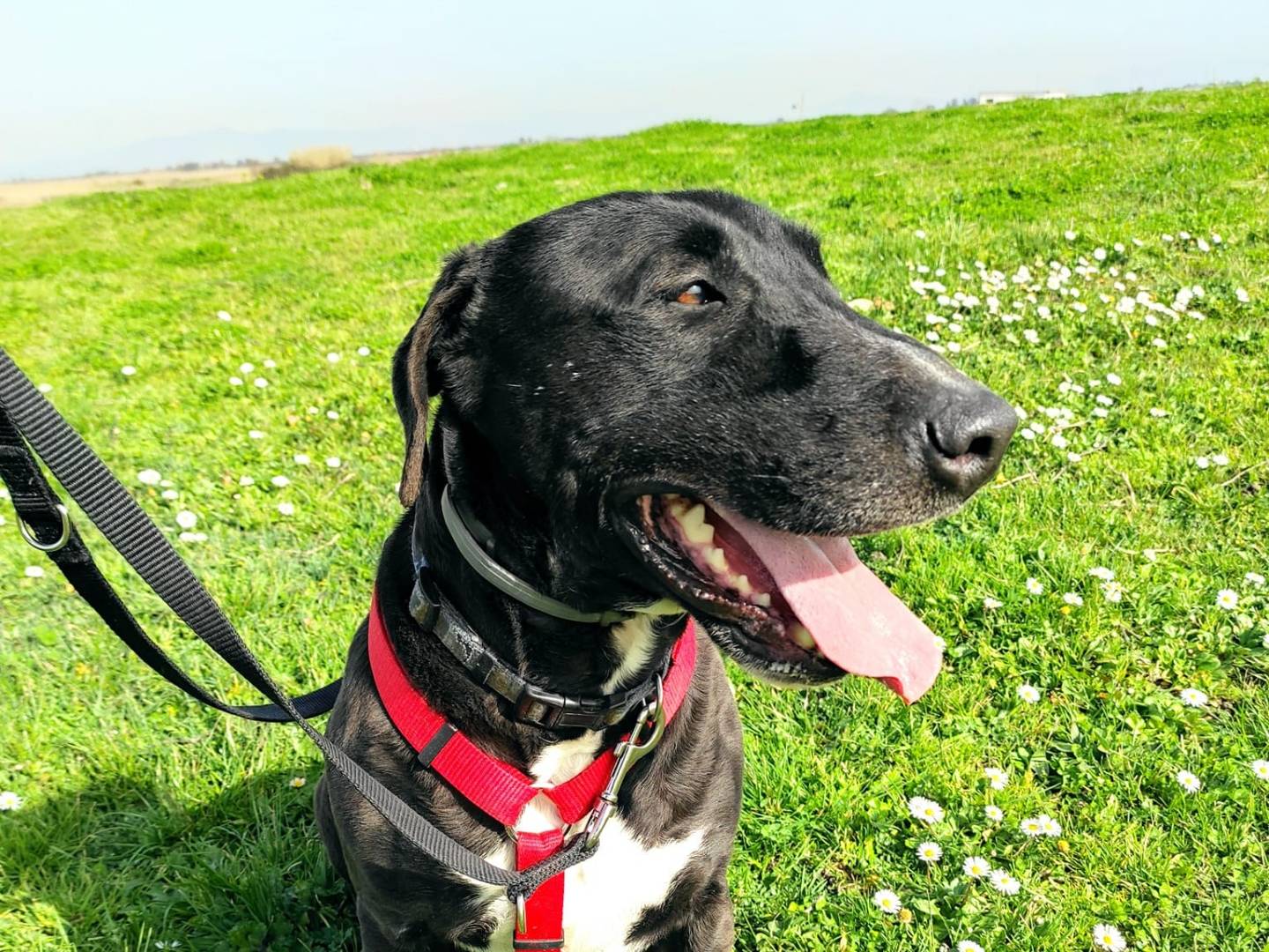 Adotta il cane ARES a Caserta