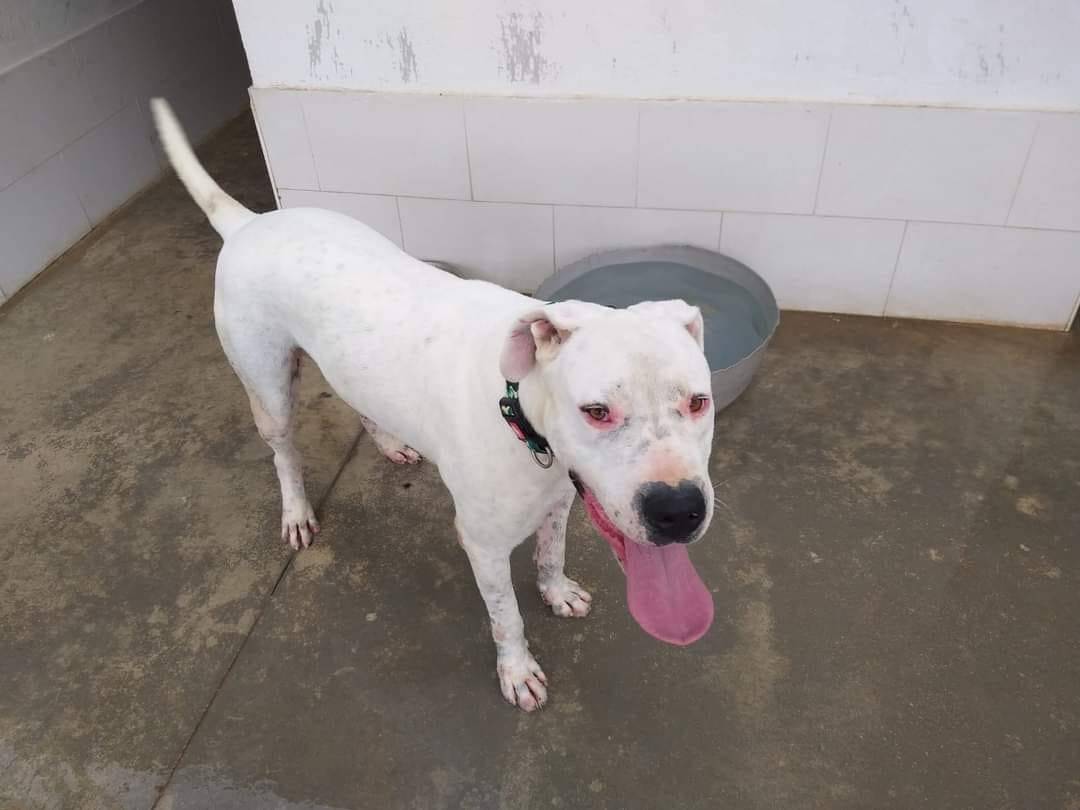 Adotta un cane, maschio, 7 anni e 11 mesi, Caserta