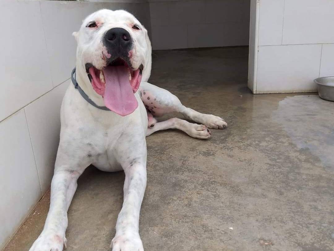 Vuoi adottare un cane a Caserta?