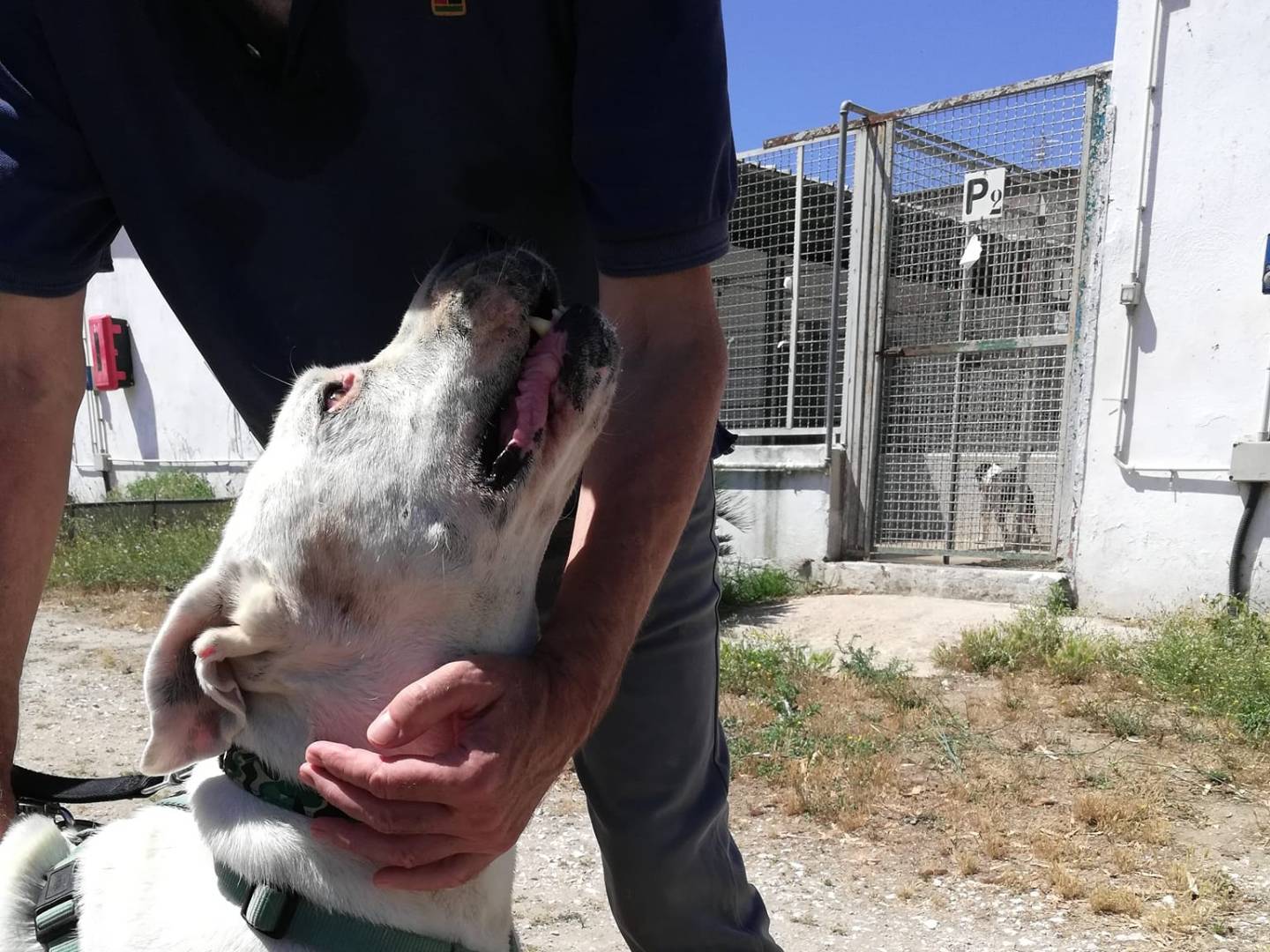 Adotta il cane DUNCAN a Caserta