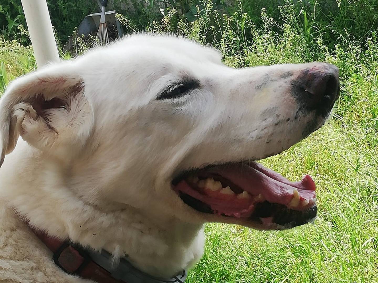 Adotta un cane, maschio, 11 anni  e 4 mesi , Caserta