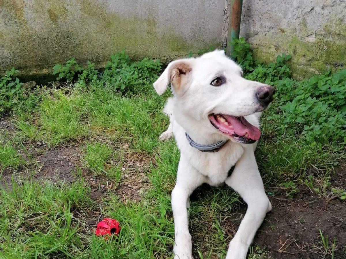 Adotta un cane, taglia grande, maschio, Caserta