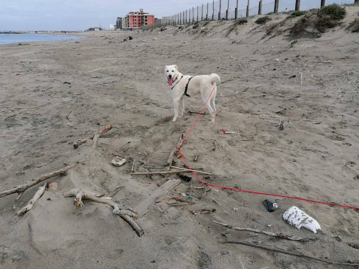 Vuoi adottare un cane a Caserta?