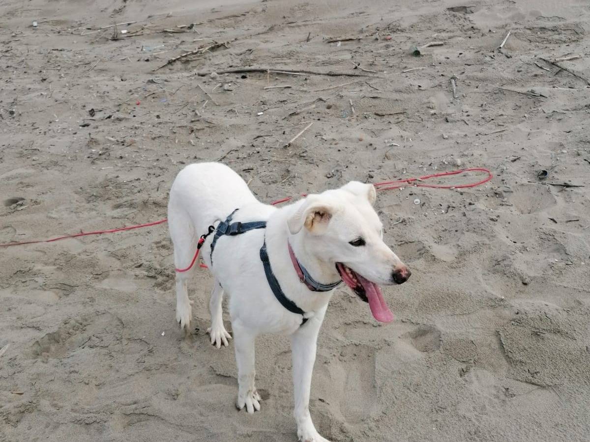 Adotta il cane PRIAMO a Caserta
