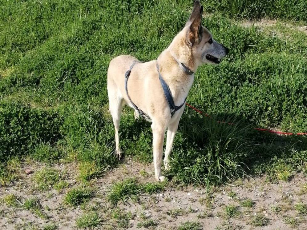 Adotta un cane, maschio, 11 anni  e 4 mesi , Caserta