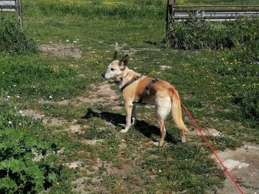 Adotta un cane, taglia media contenuta, maschio, Caserta