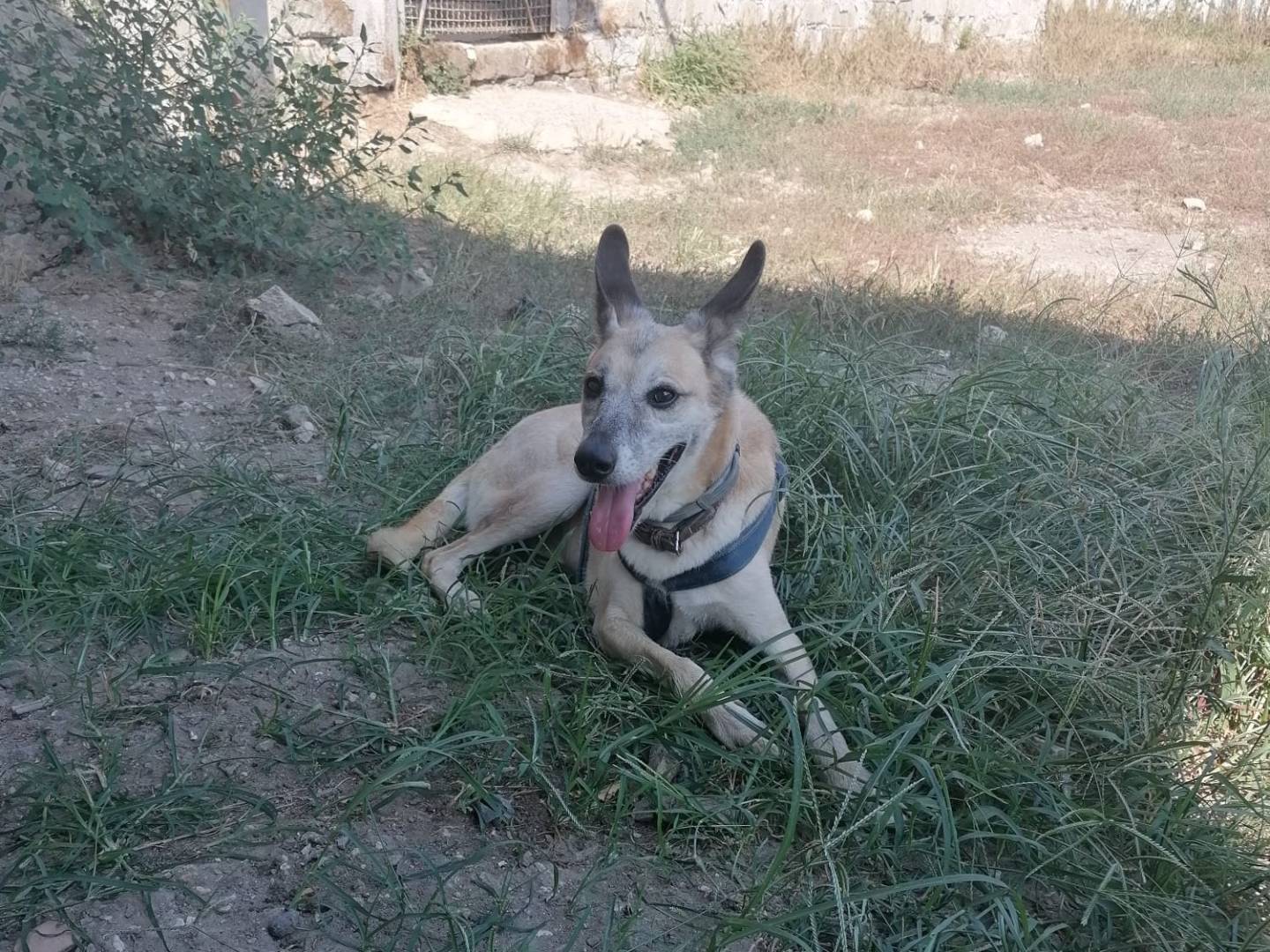 Vuoi adottare un cane a Caserta?