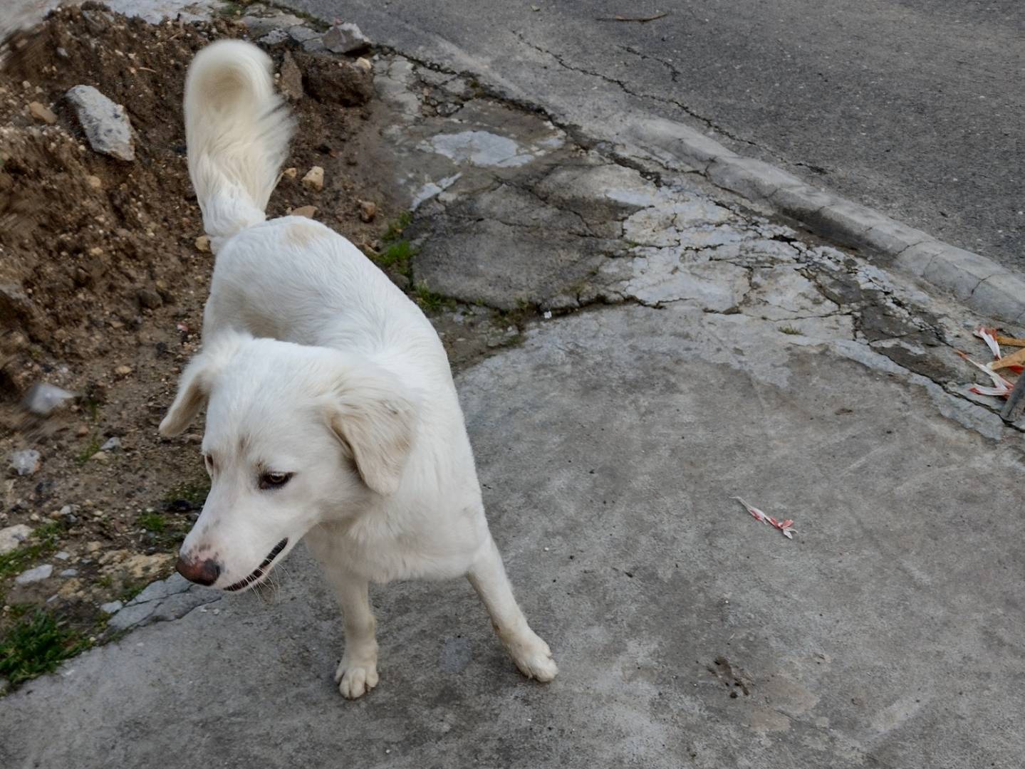Adotta un cane, maschio, 8 mesi, Catania