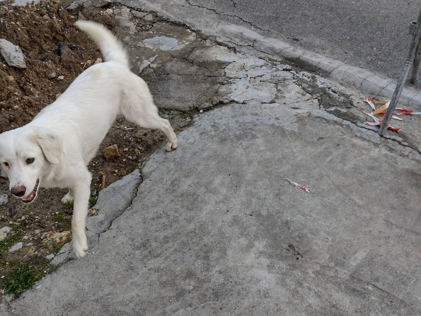 Adotta un cane, taglia media, maschio, Catania