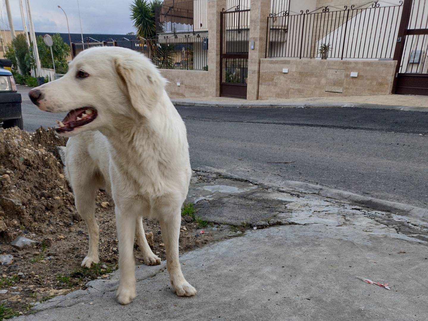 Vuoi adottare un cane a Catania?