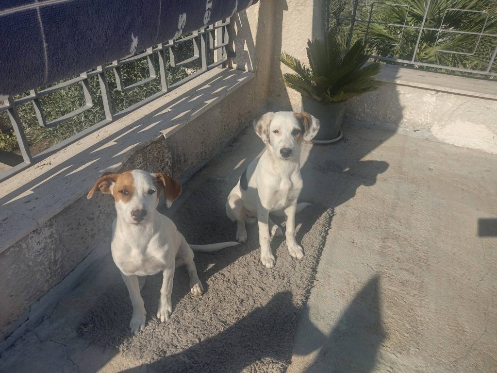 Foto dell'animale