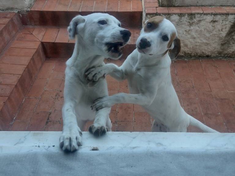 Adotta il cane Robin e Bulma a Catania