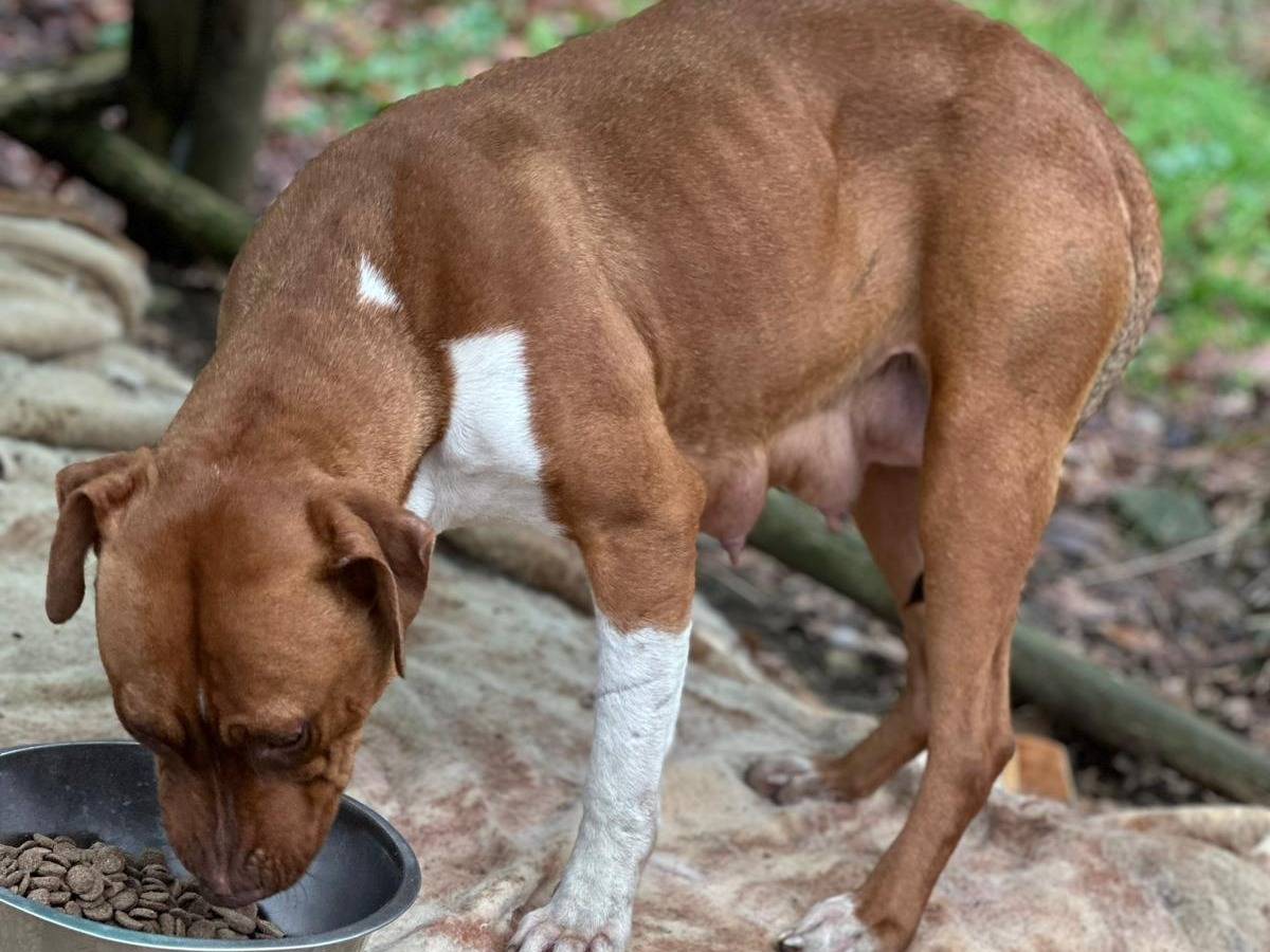Foto dell'animale