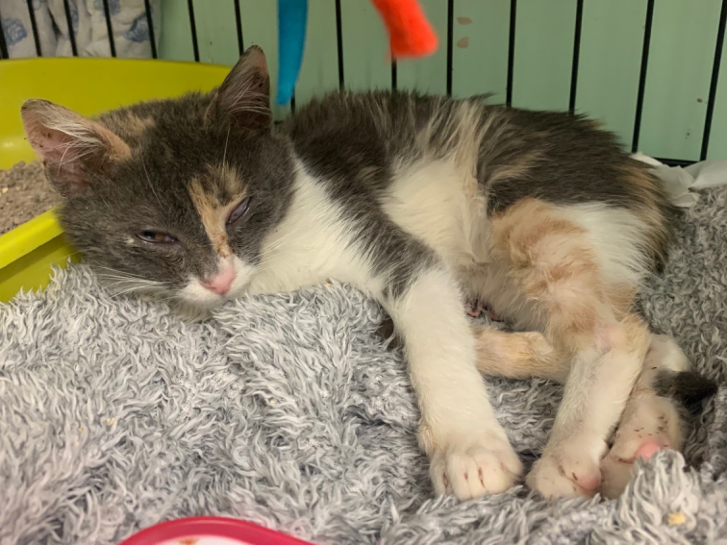 Adotta un gatto, femmina, 3 mesi, Chieti