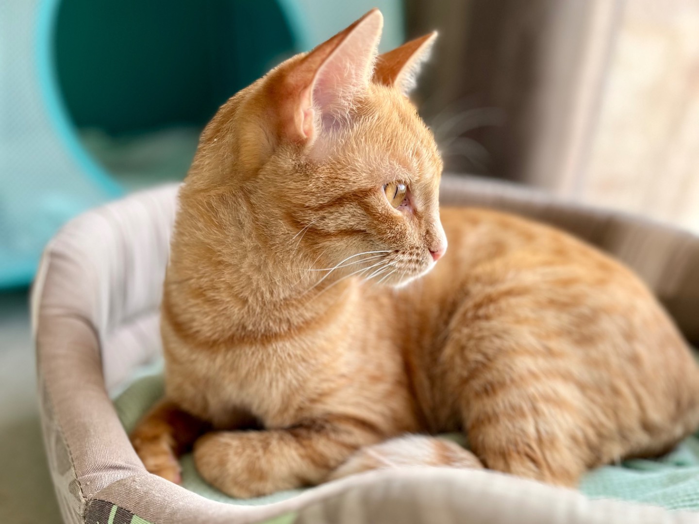 Adotta un gatto, femmina, 1 anno e 4 mesi , Ancona