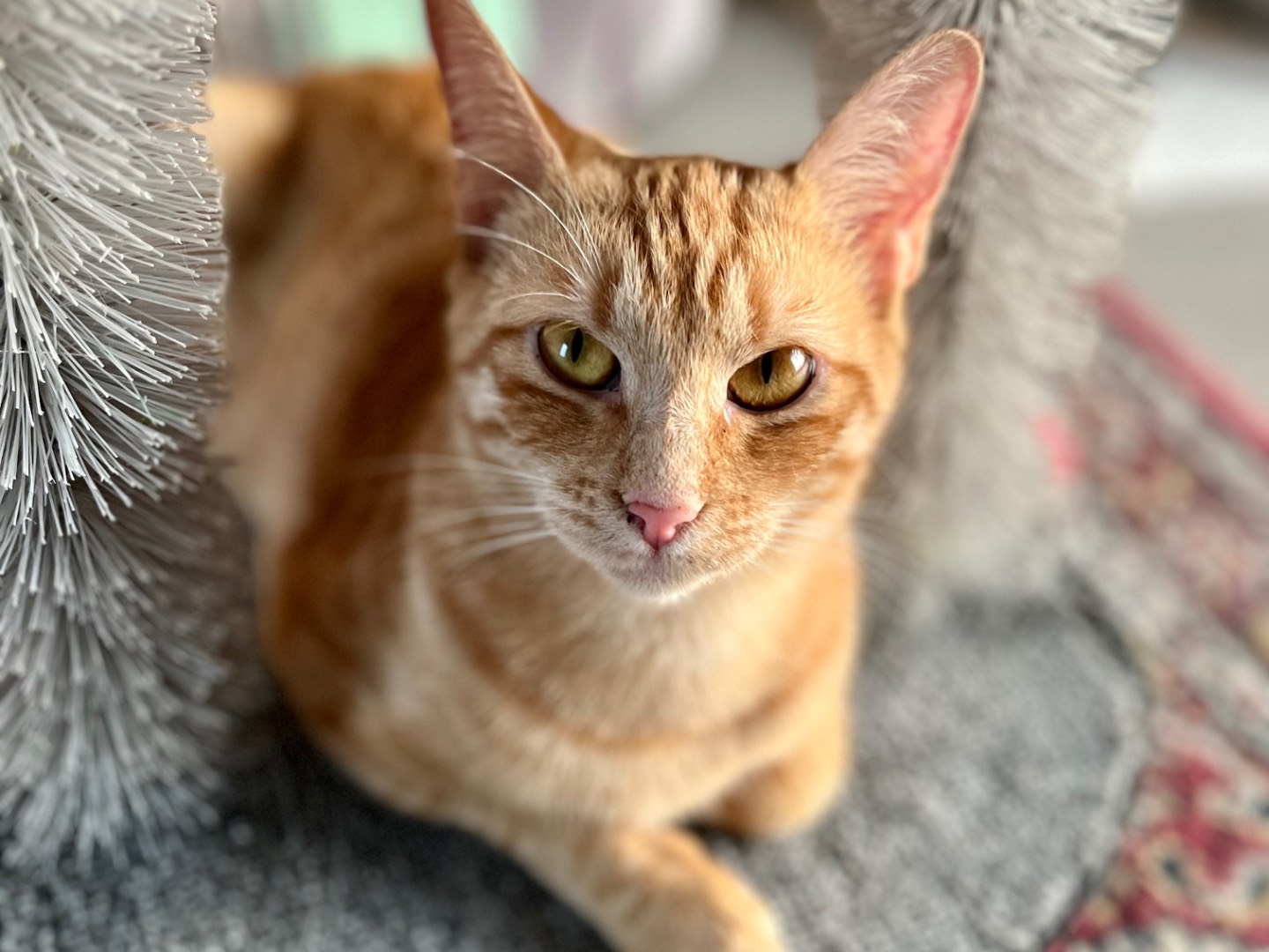 Adotta un gatto, taglia non valida, femmina, Ancona