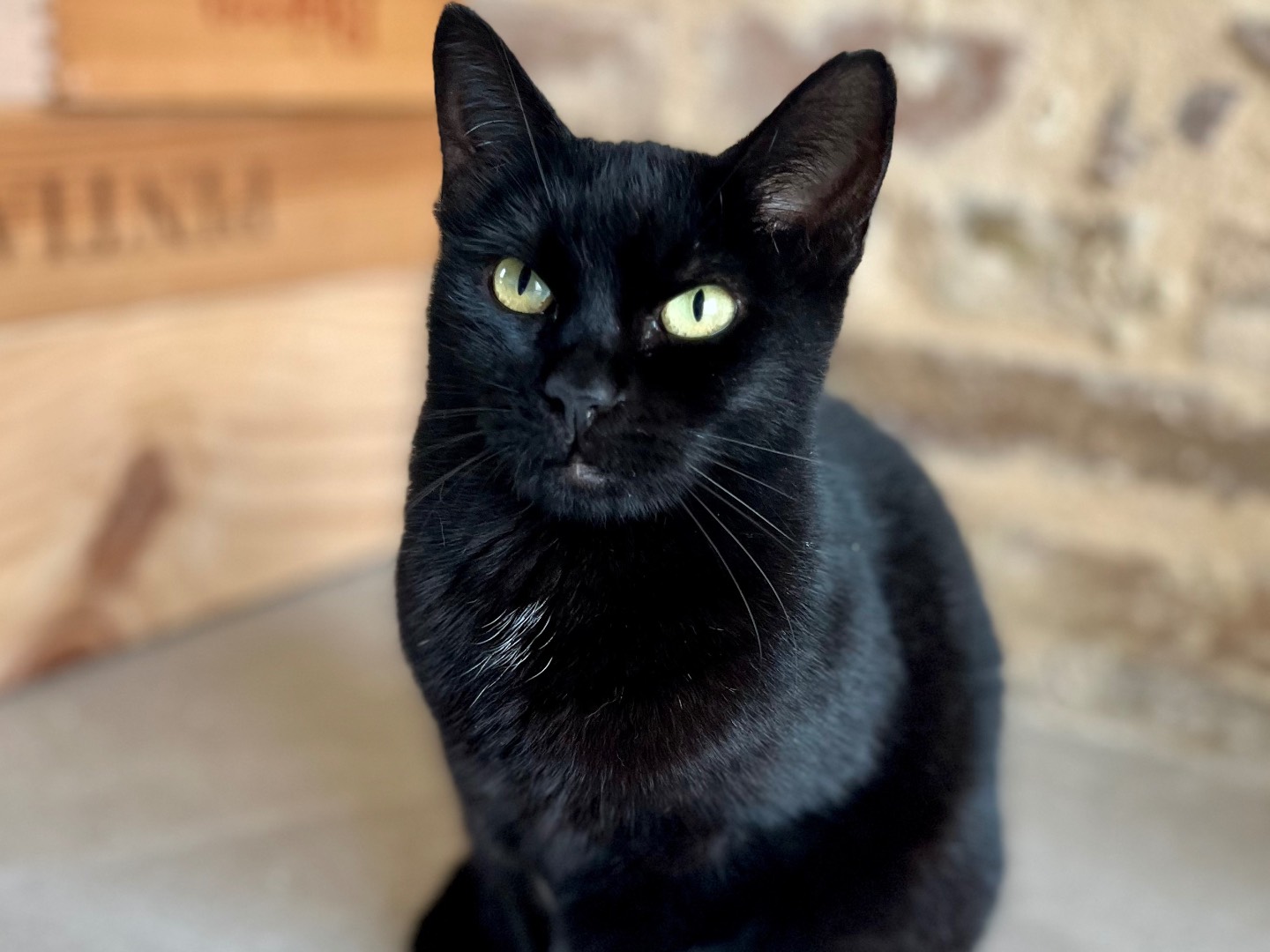 Vuoi adottare un gatto a Ancona?