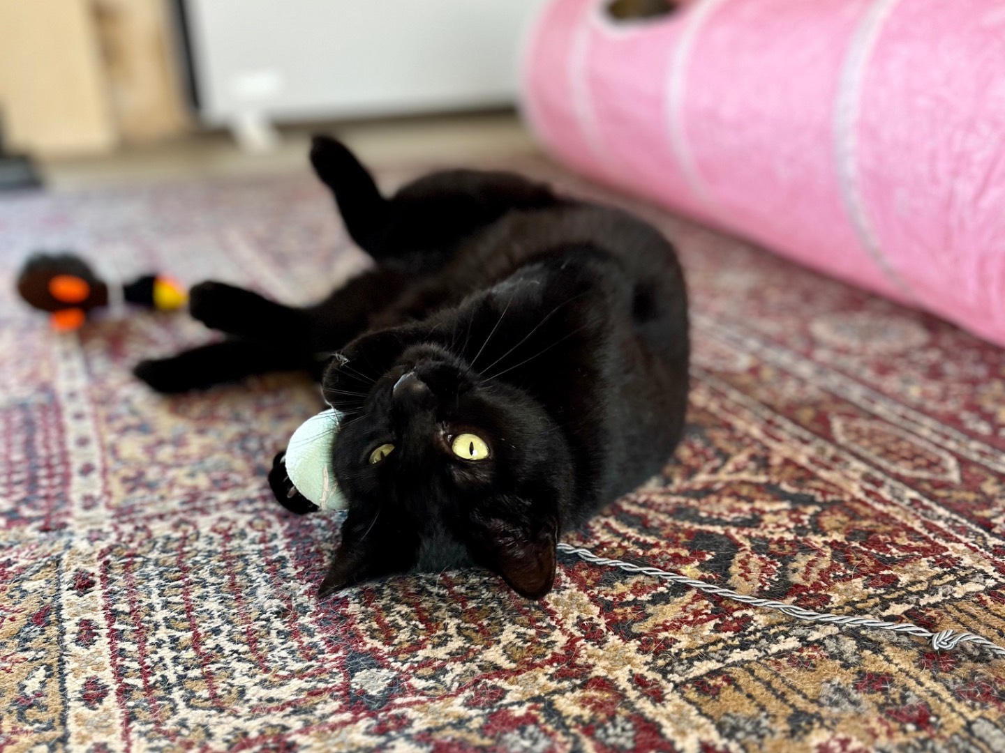 Adotta il gatto May e Mamì a Ancona