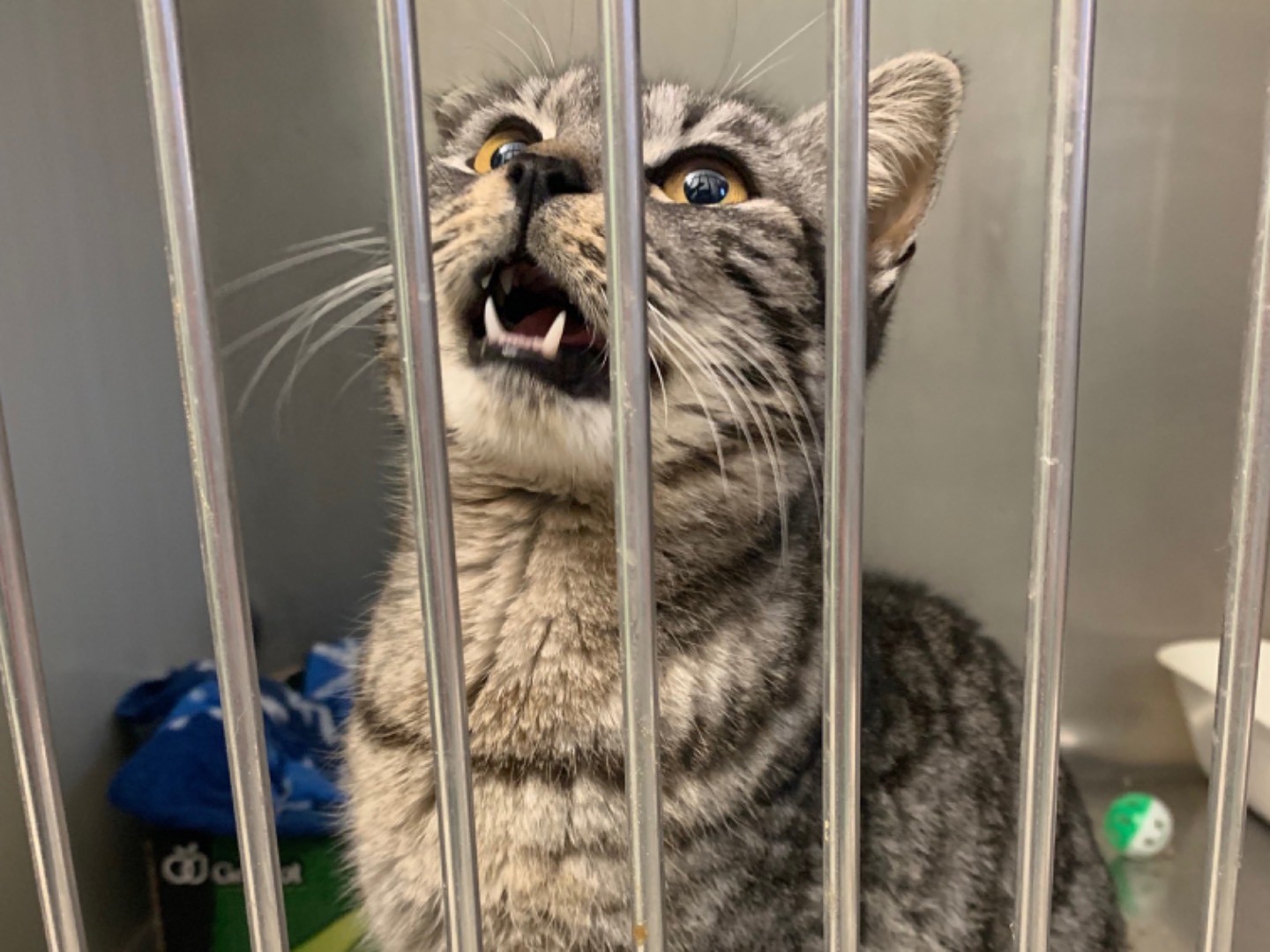 Adotta un gatto, femmina, 2 anni  e 7 mesi , Chieti