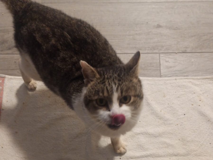 Adotta un gatto, taglia non valida, maschio, Ancona