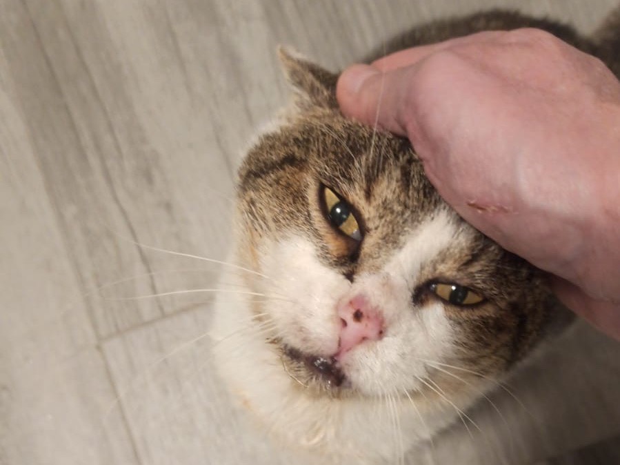 Vuoi adottare un gatto a Ancona?
