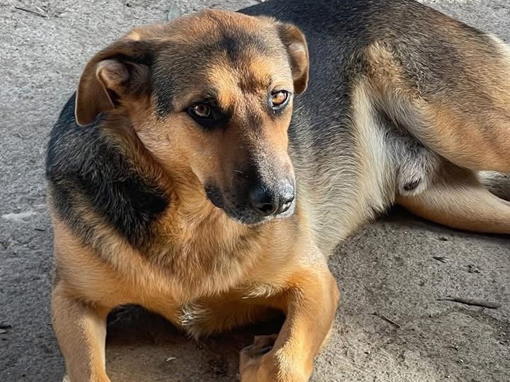 Adotta un cane, maschio, 2 anni  e 4 mesi , Catania