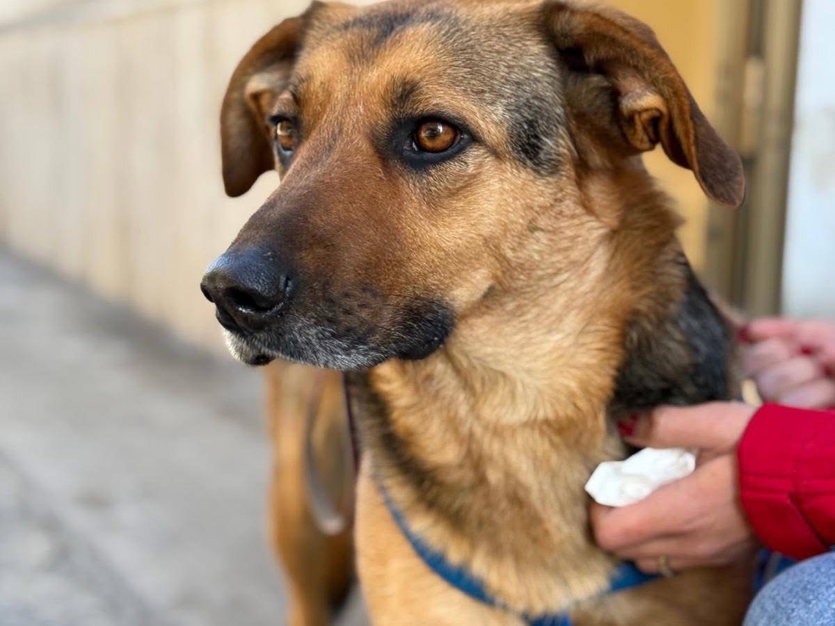 Adotta un cane, taglia media, maschio, Catania
