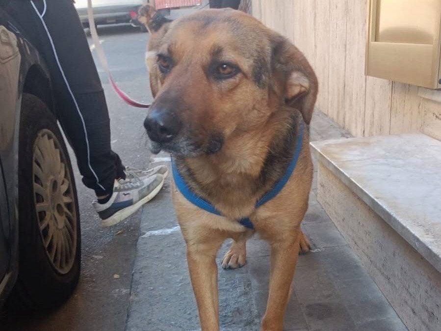 Adotta il cane Pedro a Catania