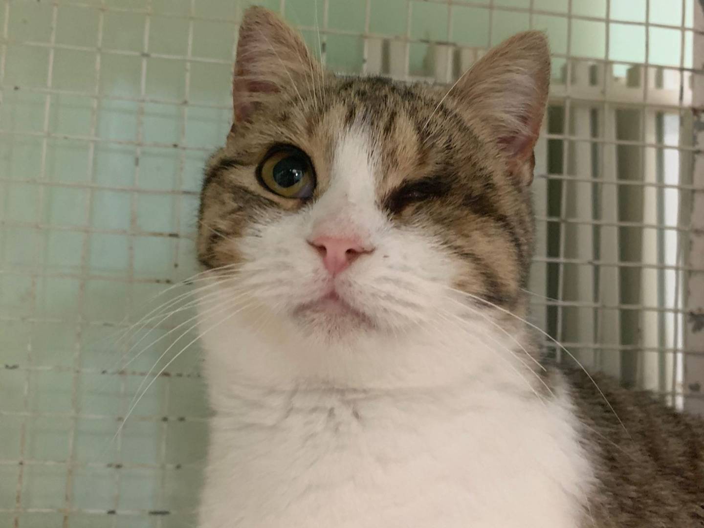 Adozione gatto, femmina, Razza sconosciuta Razza sconosciuta, 10 mesi, taglia non valida, Chieti