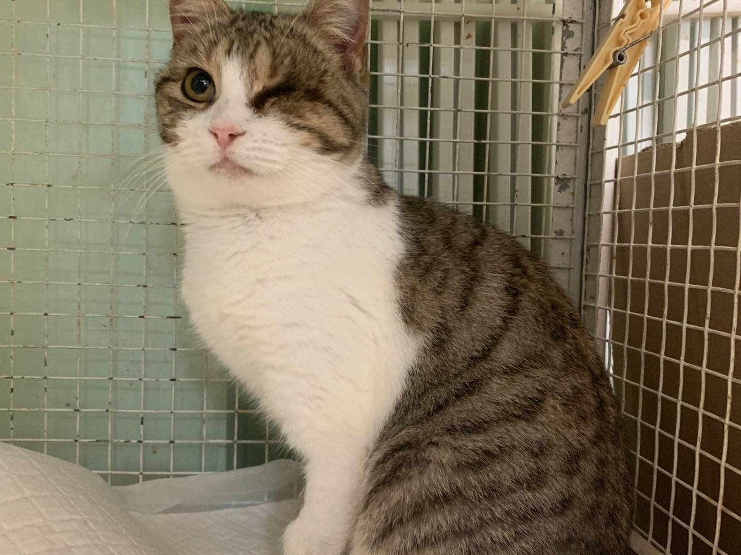 Adotta il gatto Pigna  a Chieti