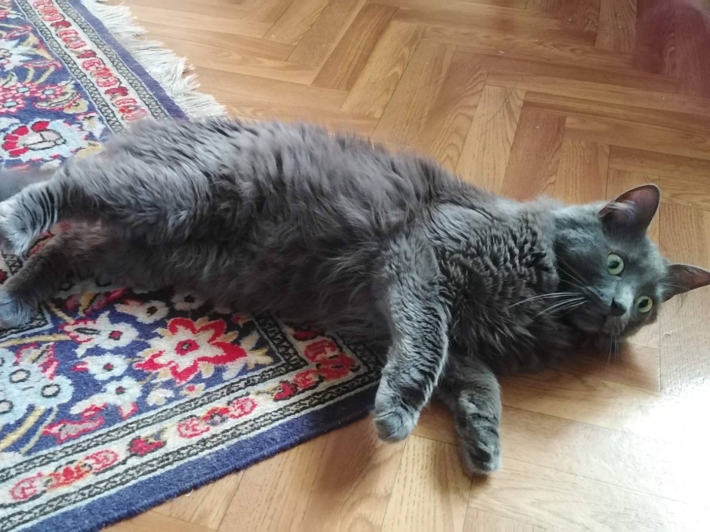 Vuoi adottare un gatto a Verbano?