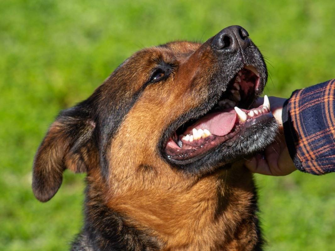 Adotta un cane, femmina, 5 anni  e 4 mesi , Bari