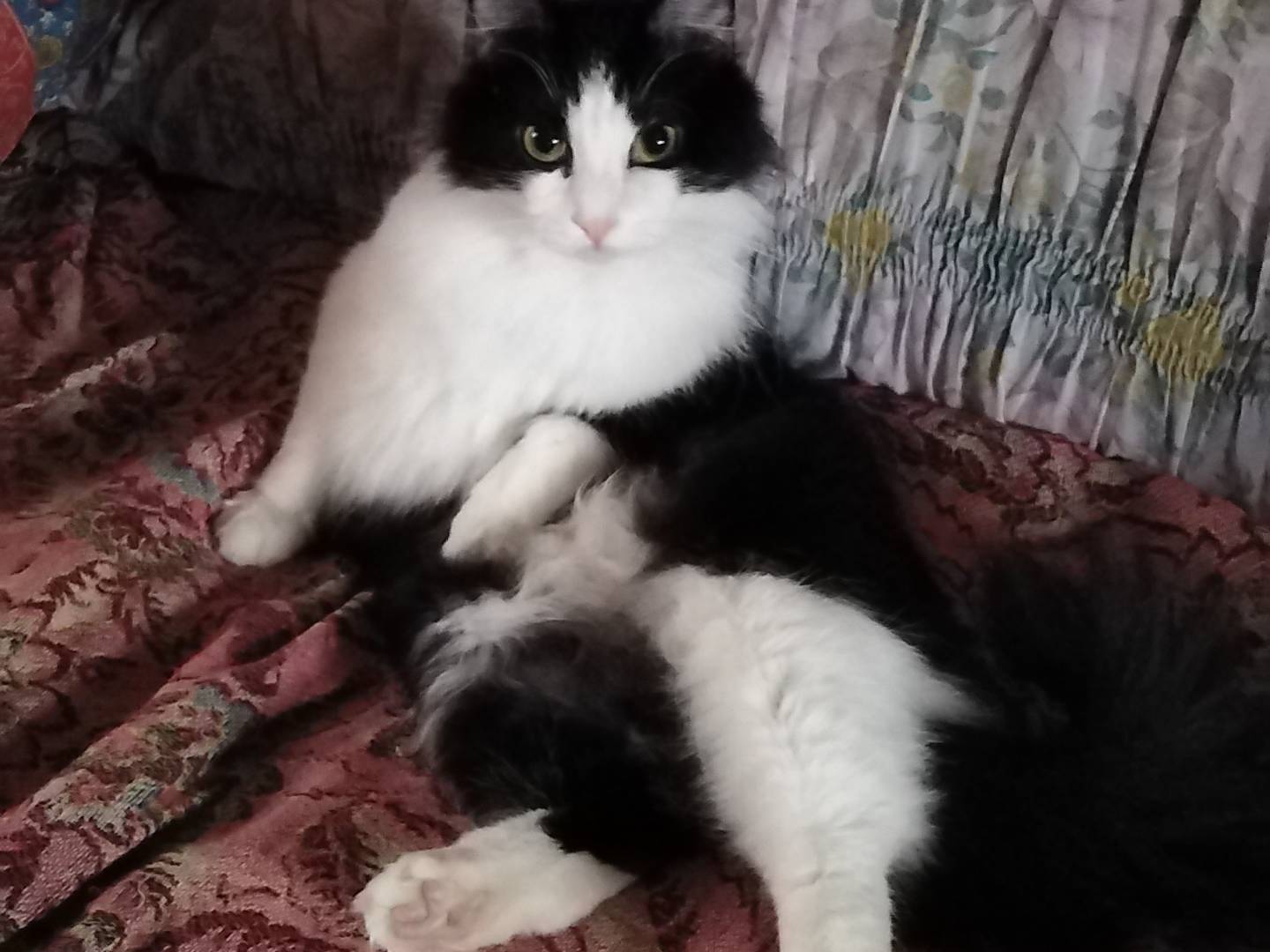 Vuoi adottare un gatto a Verbano?