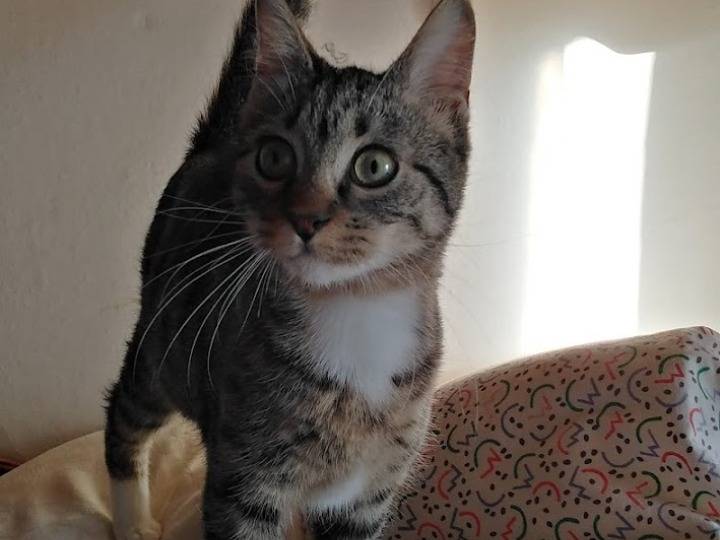 Adotta un gatto, femmina, 2 anni  e 1 mese, Verbano