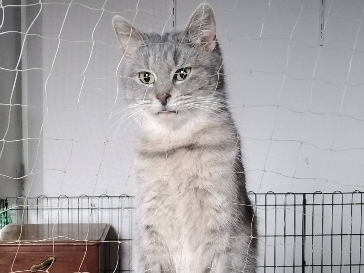 Adotta un gatto, femmina, 3 anni e 3 mesi, Verbano