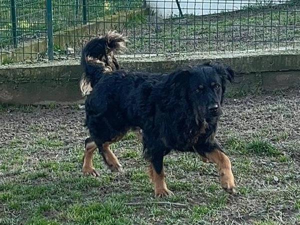 Adotta un cane, taglia media contenuta, maschio, Alessandria