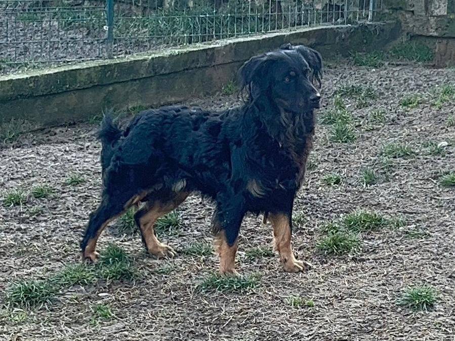 Vuoi adottare un cane a Alessandria?