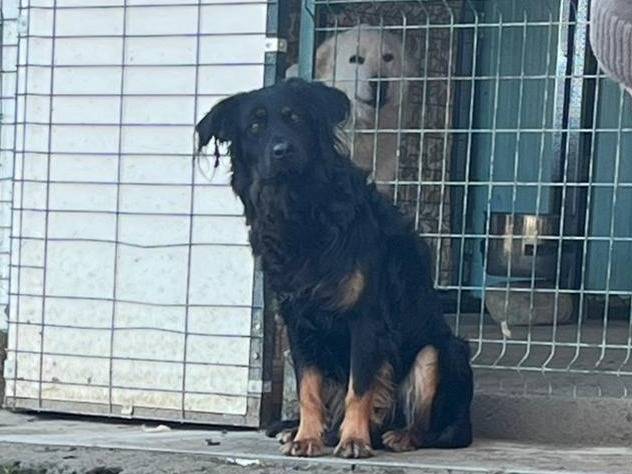 Adotta il cane Lino a Alessandria