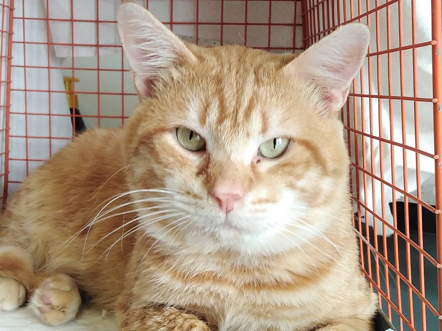 Adozione gatto, maschio, Razza sconosciuta Razza sconosciuta, 3 anni e 4 mesi, taglia non valida, Verbano