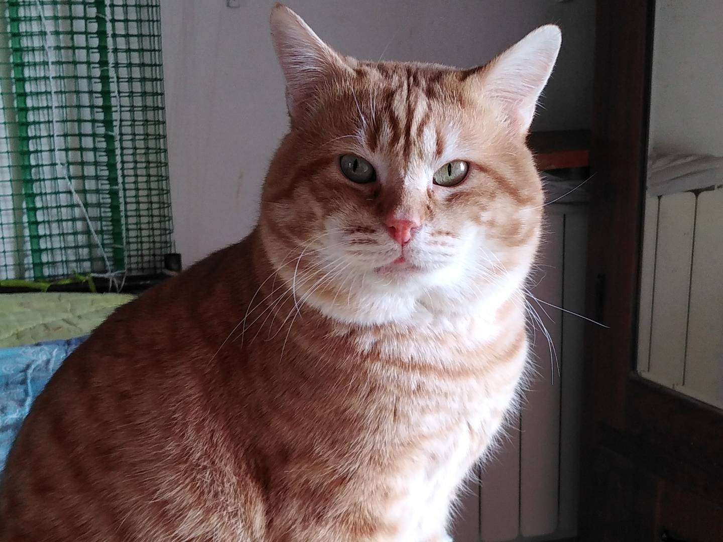 Adotta un gatto, taglia non valida, maschio, Verbano